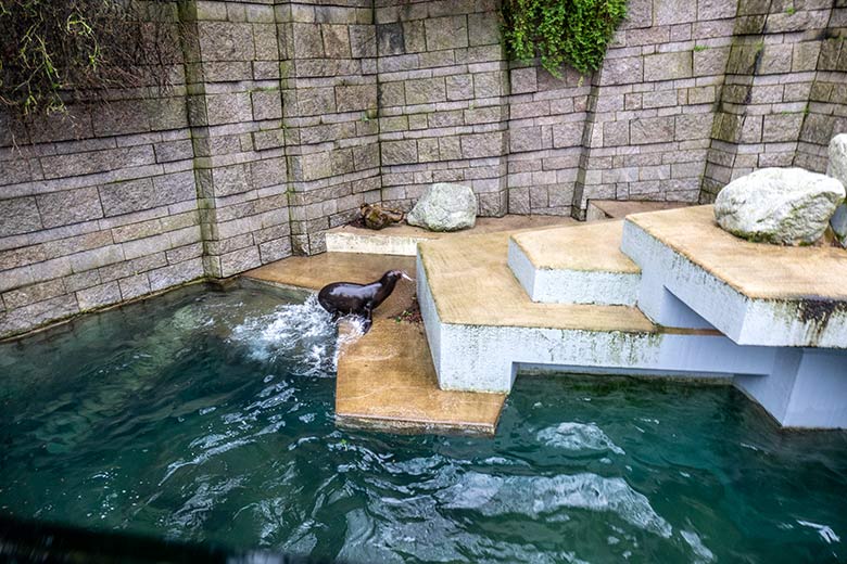 Kalifornische Seelöwen-Kuh NIKE am 3. Februar 2024 auf der Erweiterungsanlage im Zoologischen Garten der Stadt Wuppertal