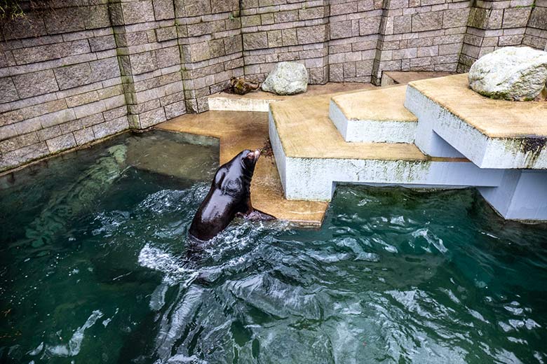 Kalifornischer Seelöwen-Bulle MYLO am 3. Februar 2024 auf der Erweiterungsanlage im Zoo Wuppertal