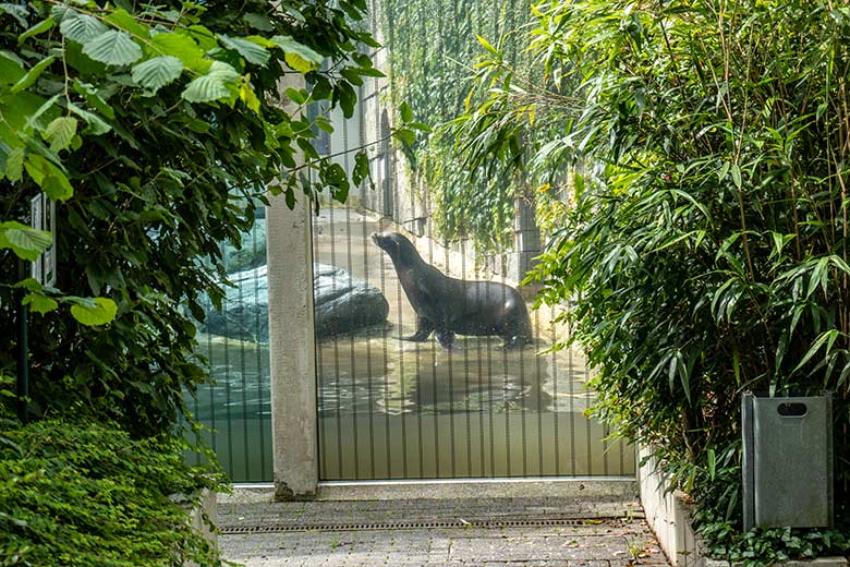 Kalifornische Seelöwen-Kuh PEBBLES am 18. Juni 2024 auf der Mutter-Kind-Anlage im Zoologischen Garten Wuppertal