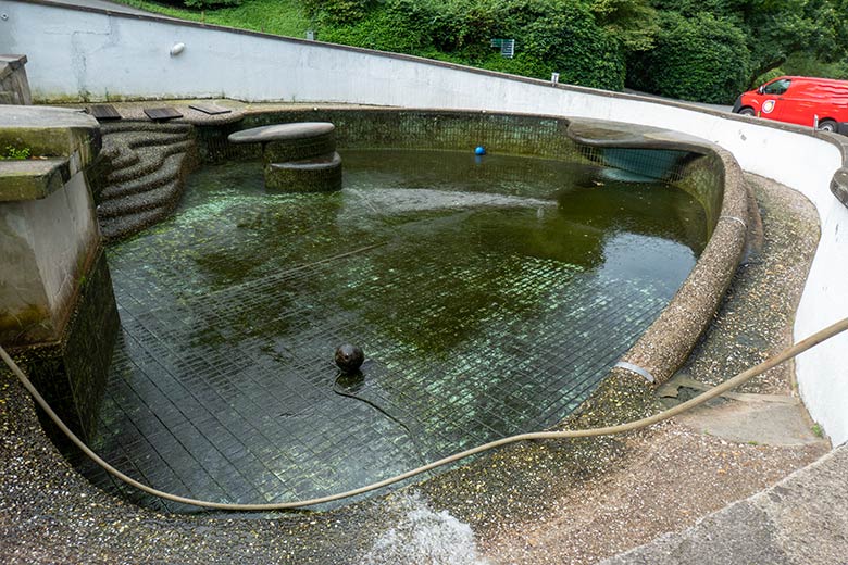 Über ein Jahr lang wurde der natürliche Algenfilm im Seelöwen-Becken belassen. Wassereinlauf nach dem Auspritzen des Seelöwen-Beckens am 31. Juli 2024 im Seelöwen-Becken mit Algenfilm im Grünen Zoo Wuppertal