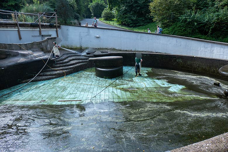 Großreinemachen im Seelöwen-Becken am 7. August 2024 im Wuppertaler Zoo