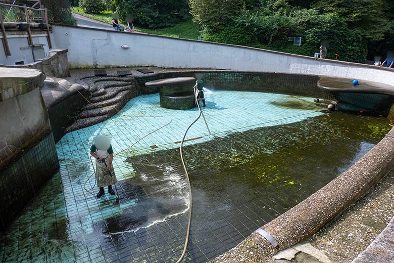 Großreinemachen im Seelöwen-Becken am 7. August 2024 im Grünen Zoo Wuppertal