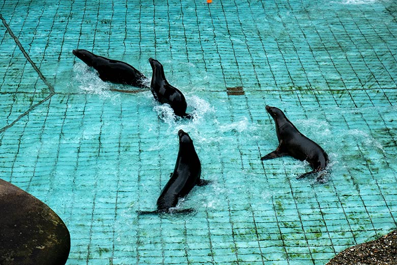 Die vier vier Kalifornischen Seelöwen-Jungtiere ADAY, JACK, MALU und SONNY im Seelöwen-Becken nach dem Großreinemachen am 7. August 2024 im Wuppertaler Zoo