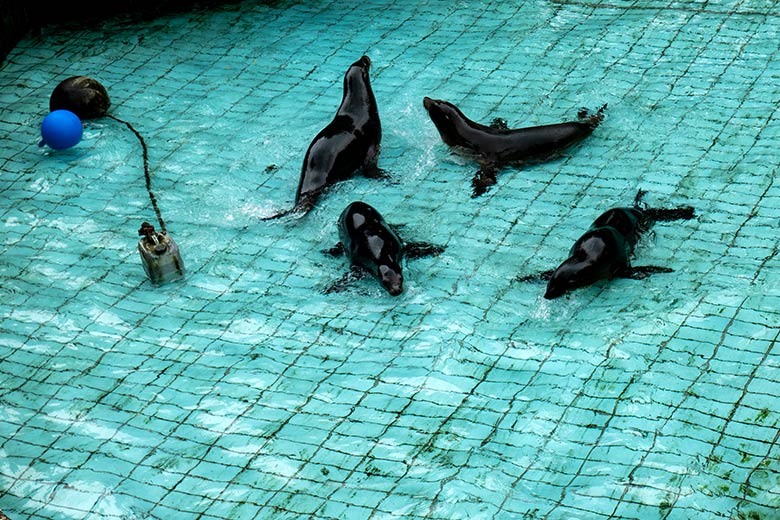 Die vier vier Kalifornischen Seelöwen-Jungtiere ADAY, JACK, MALU und SONNY im Seelöwen-Becken nach dem Großreinemachen am 7. August 2024 im Grünen Zoo Wuppertal