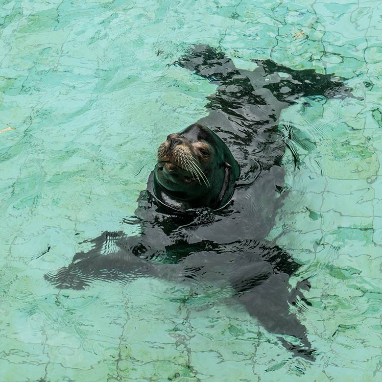 Kalifornischer Seelöwen-Bulle MYLO am 14. August 2024 im Wasser des Seelöwen-Beckens im Grünen Zoo Wuppertal