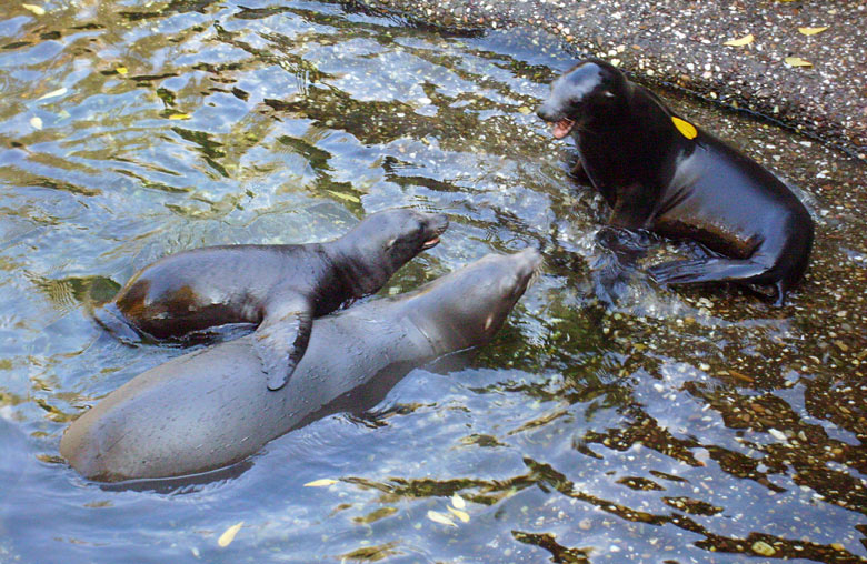 Kalifornische Seelöwen im Zoologischen Garten Wuppertal im Oktober 2008