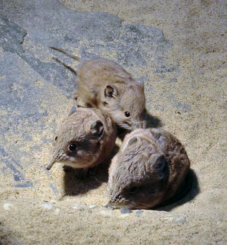 Kurzohrige Elefantenspitzmäuse im Zoologischen Garten Wuppertal im Dezember 2013