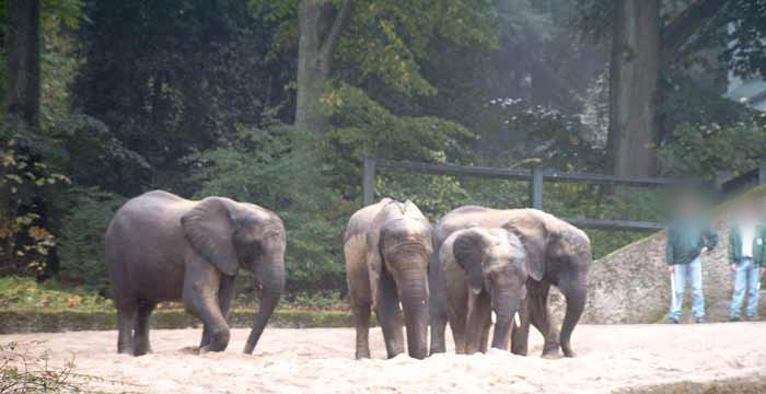Afrikanische Elefanten beim Sandbaden im Wuppertaler Zoo im Oktober 2002