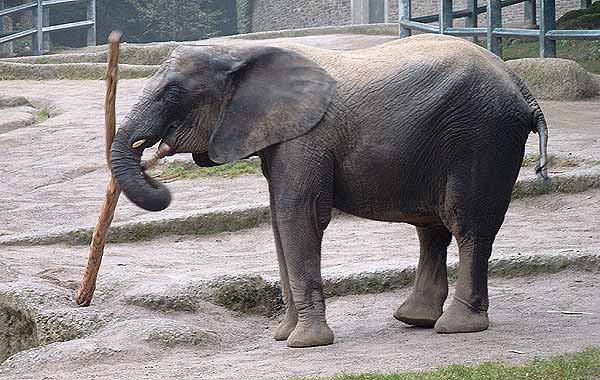 Afrikanischer Elefant im Wuppertaler Zoo im Oktober 2002