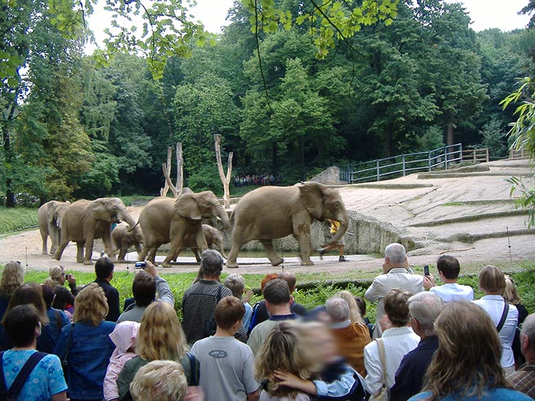 Vorbeimarsch der Afrikanischen Elefanten am 19. August 2006 auf der Außenanlage im Zoologischen Garten der Stadt Wuppertal