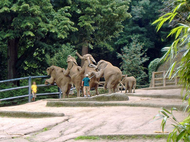 Parade der Afrikanischen Elefanten am 19. August 2006 auf der Außenanlage im Wuppertaler Zoo