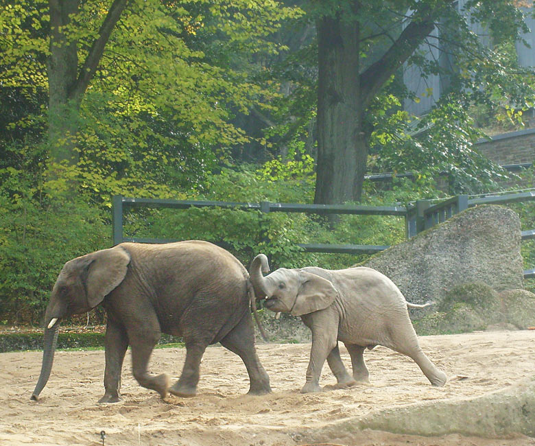 Elefantenspiele bei den Afrikanischen Elefanten im Zoologischen Garten Wuppertal im Oktober 2009