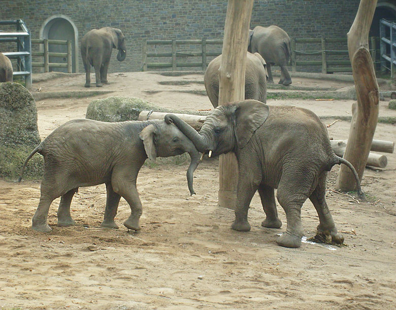 Elefantenspiele bei den Afrikanischen Elefanten im Zoologischen Garten Wuppertal im Oktober 2009