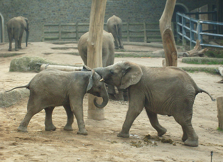 Elefantenspiele bei den Afrikanischen Elefanten im Wuppertaler Zoo im Oktober 2009