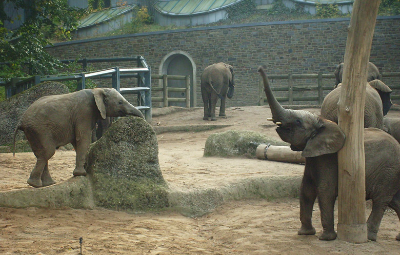 Elefantenspiele bei den Afrikanischen Elefanten im Zoo Wuppertal im Oktober 2009