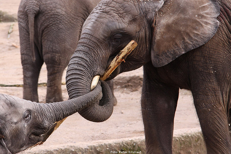 Afrikanische Elefanten im Zoo Wuppertal im Februar 2009 (Foto Peter Emmert)