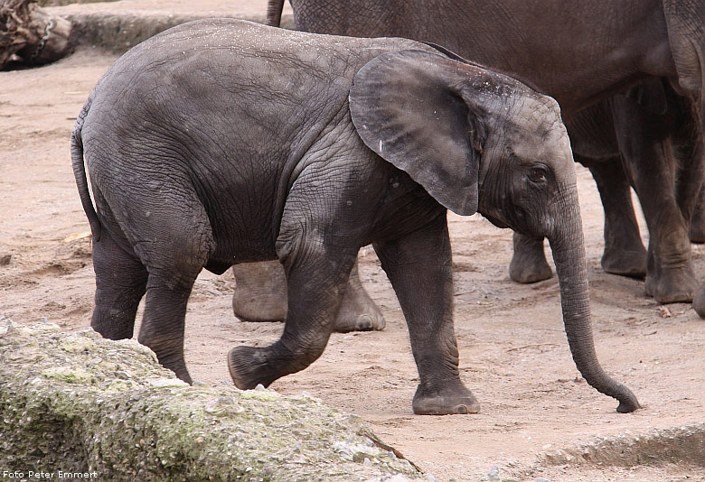Afrikanischer Elefant im Wuppertaler Zoo im Februar 2009 (Foto Peter Emmert)