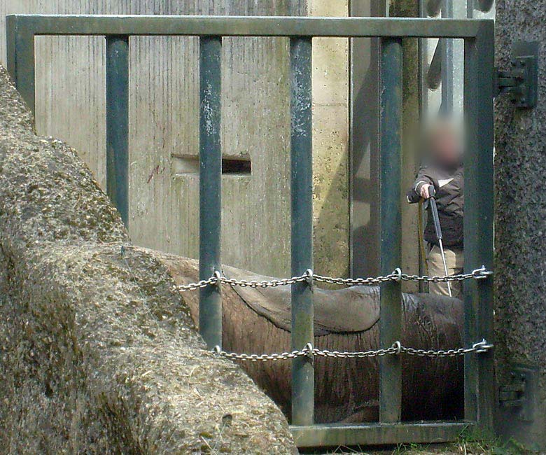 Afrikanischer Elefantenbulle im Zoo Wuppertal im April 2010