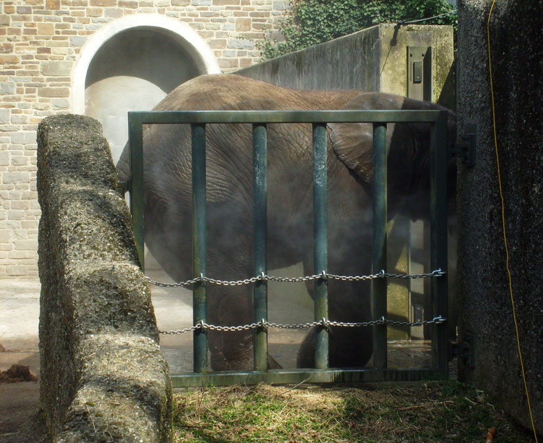 Afrikanischer Elefantenbulle im Zoologischen Garten Wuppertal im April 2010