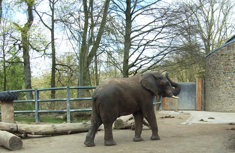 Afrikanischer Elefantenbulle im Wuppertaler Zoo im April 2010