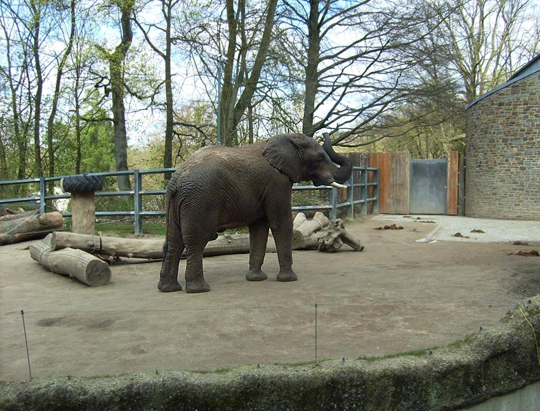 Afrikanischer Elefantenbulle im Zoo Wuppertal im April 2010