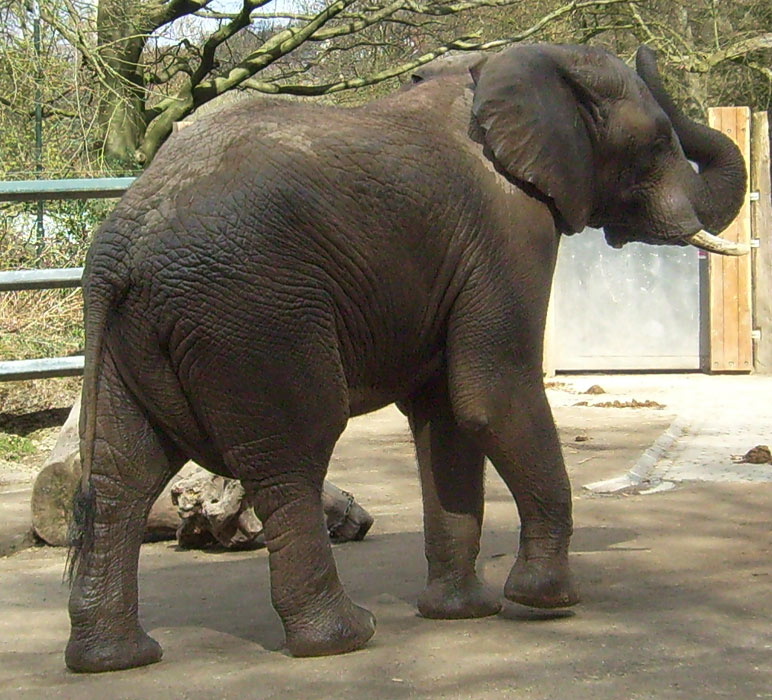 Afrikanischer Elefantenbulle im Wuppertaler Zoo im April 2010