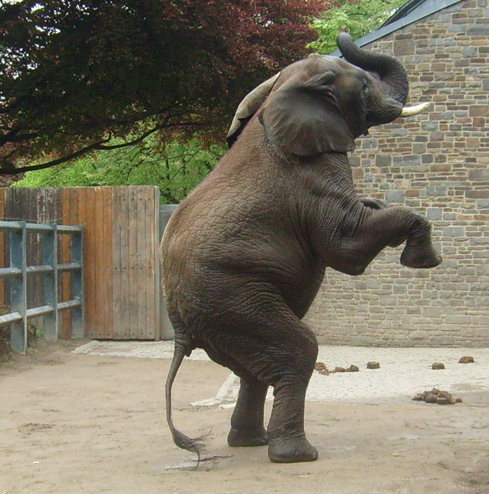 Afrikanischer Elefantenbulle im Zoologischen Garten Wuppertal am 8. Mai 2010