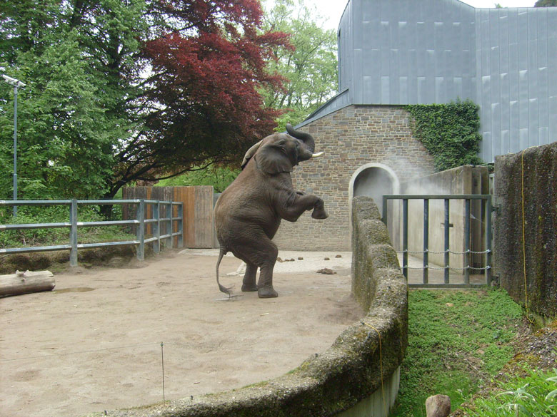 Afrikanischer Elefantenbulle im Zoo Wuppertal am 8. Mai 2010