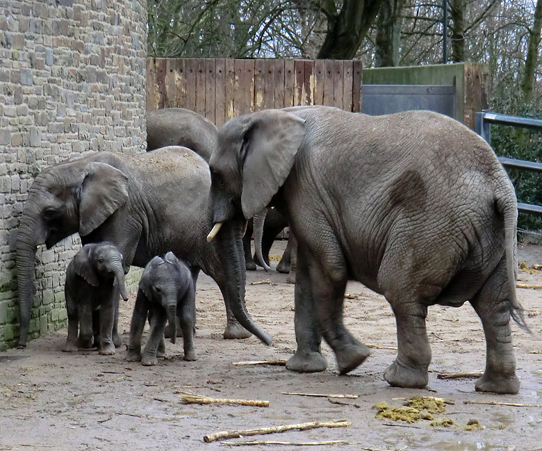 Elefantenkinder im Zoologischen Garten Wuppertal im Februar 2011