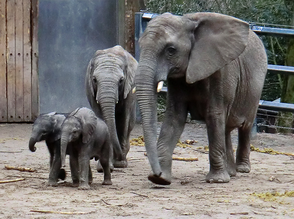 Afrikanische Elefanten im Zoo Wuppertal im Februar 2011