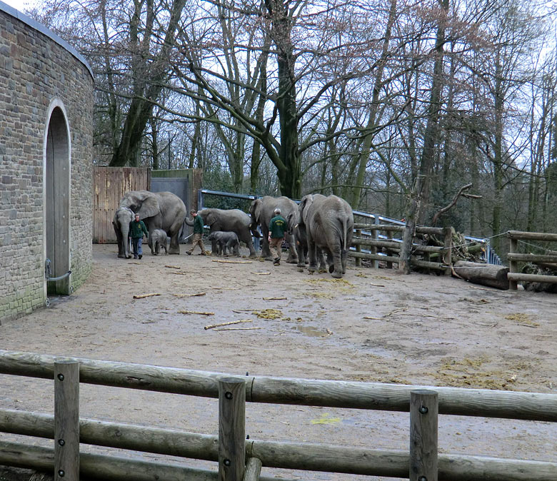 Elefantenkinder im Wuppertaler Zoo im Februar 2011