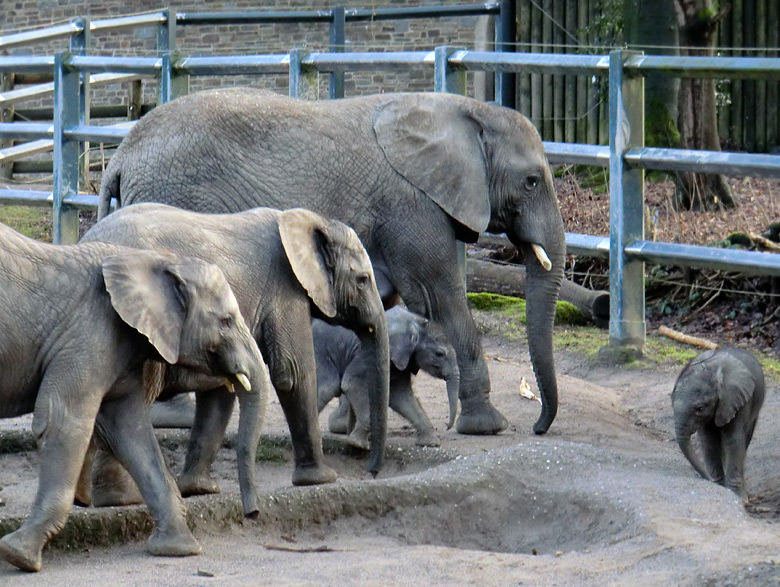 Elefantenkinder im Wuppertaler Zoo im Februar 2011