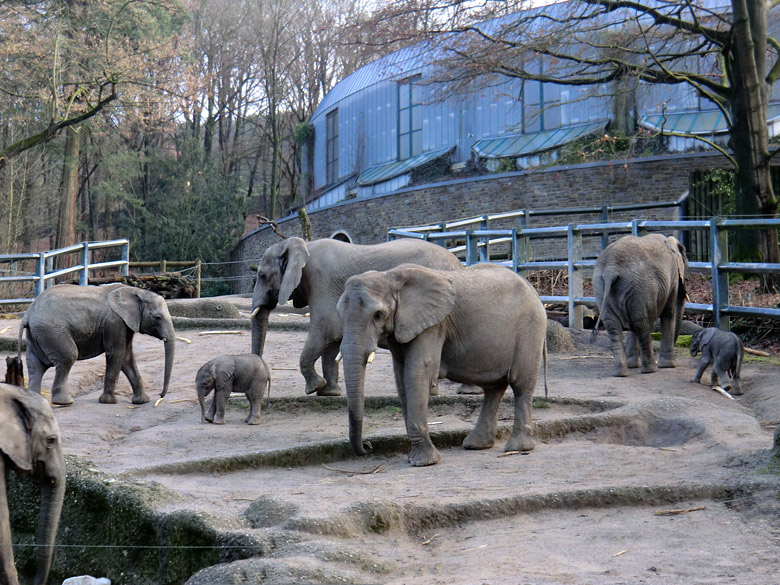 Elefantenkinder im Zoo Wuppertal im Februar 2011