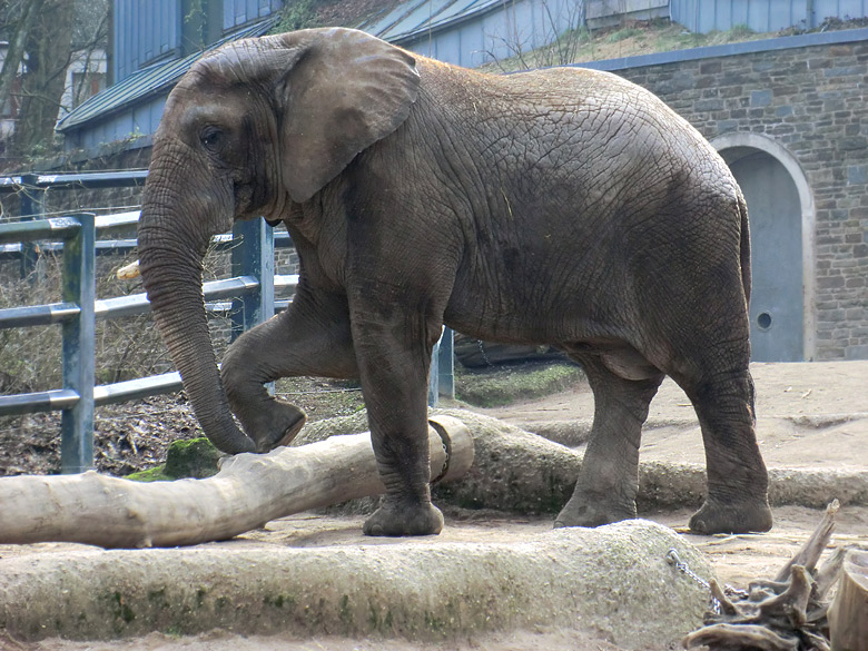 Elefantenbulle TUSKER im Wuppertaler Zoo im Februar 2011