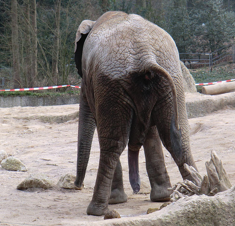 Elefantenbulle TUSKER im Zoologischen Garten Wuppertal im Februar 2011
