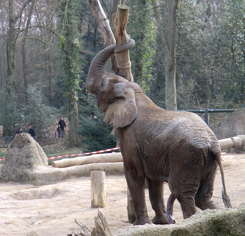 Elefantenbulle TUSKER im Zoo Wuppertal im Februar 2011