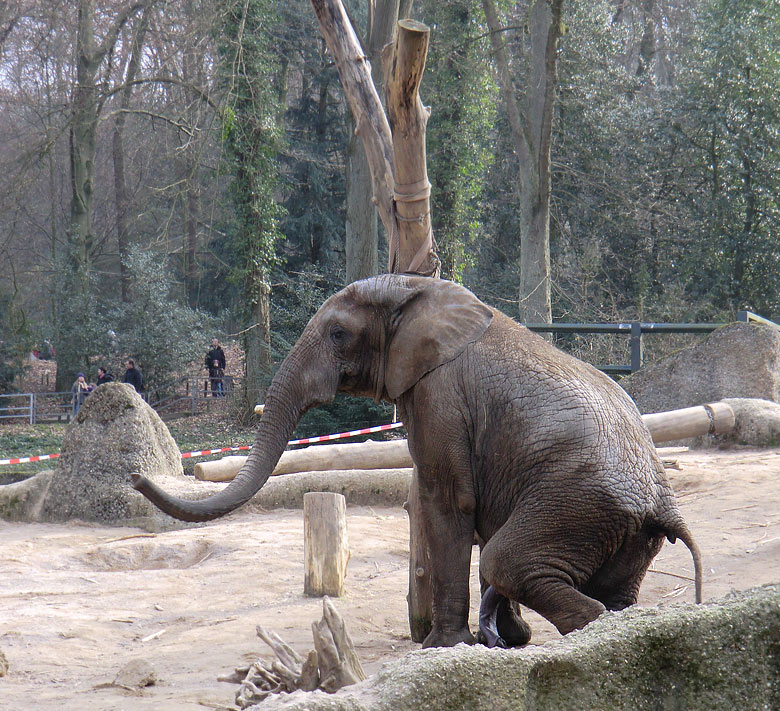 Elefantenbulle TUSKER im Zoologischen Garten Wuppertal im Februar 2011