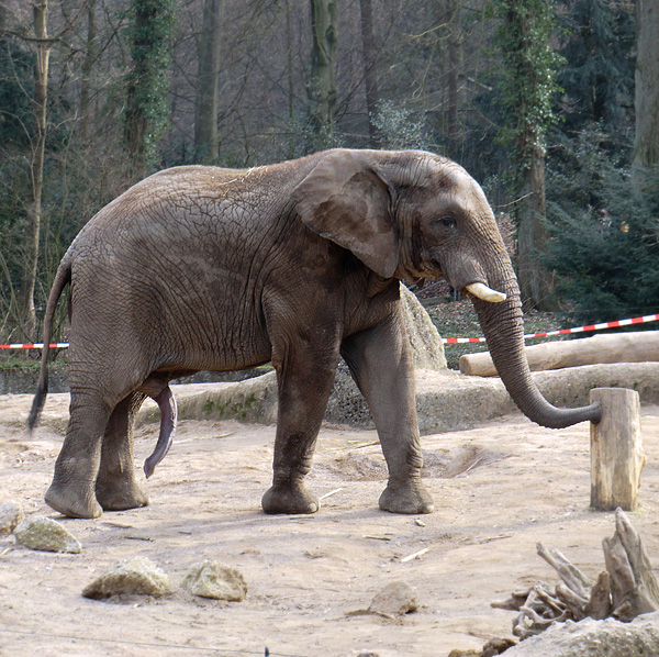 Afrikanischer Elefant im Wuppertale Zoo im Februar 2011