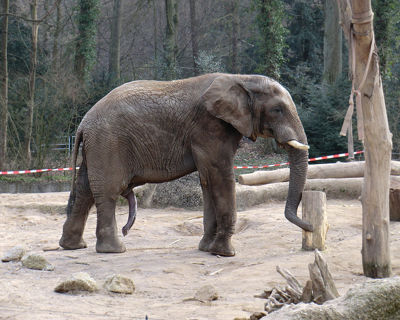 Elefantenbulle TUSKER im Zoo Wuppertal im Februar 2011