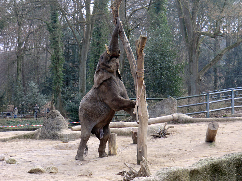 Elefantenbulle TUSKER im Wuppertaler Zoo im Februar 2011