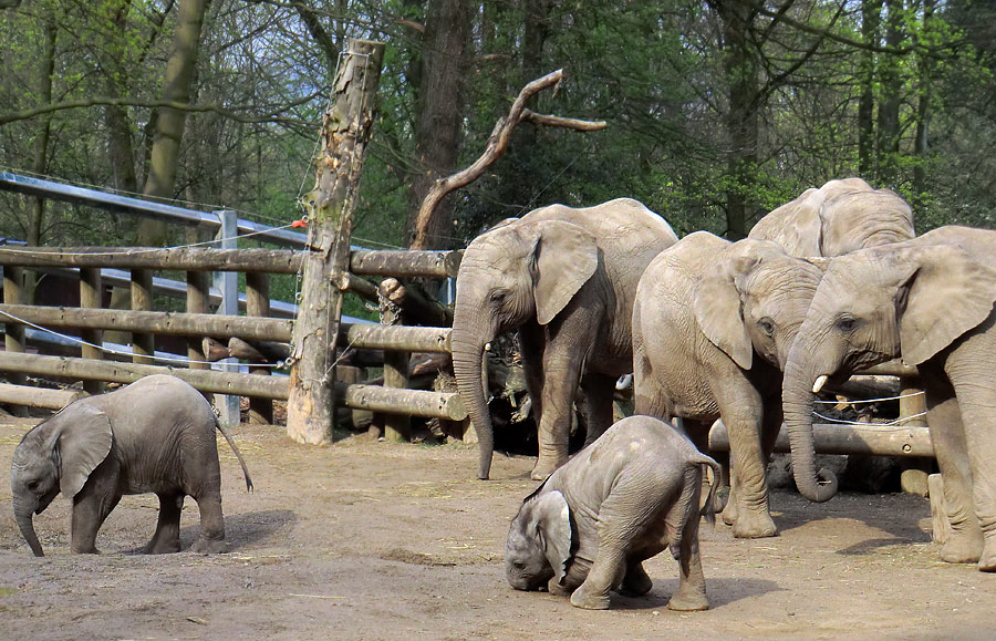 Afrikanische Elefantenfamilie im Zoo Wuppertal im April 2011