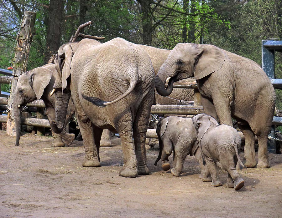 Afrikanische Elefantenfamilie im Wuppertaler Zoo im April 2011