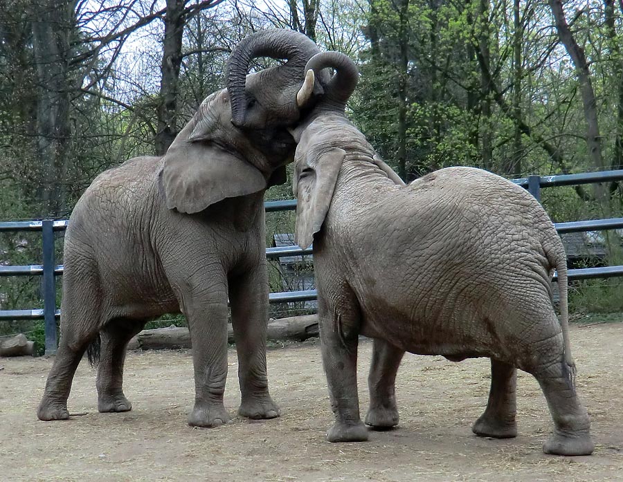 Afrikanische Elefantenfamilie im Wuppertaler Zoo im April 2011