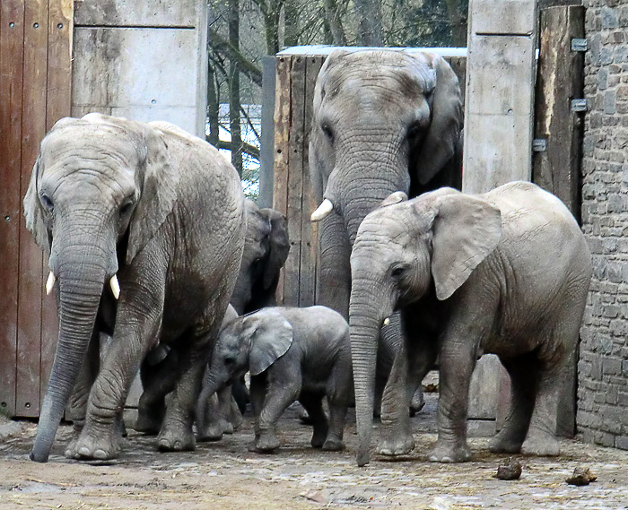 Afrikanische Elefanten im Wuppertale Zoo im April 2011
