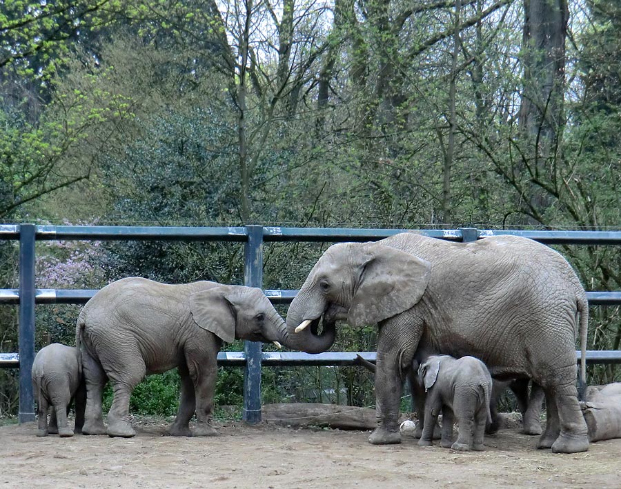 Afrikanische Elefantenfamilie im Zoologischen Garten Wuppertal im April 2011