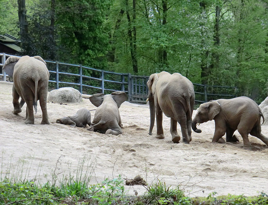 Afrikanische Elefanten m Zoo Wuppertal am 16. April 2011