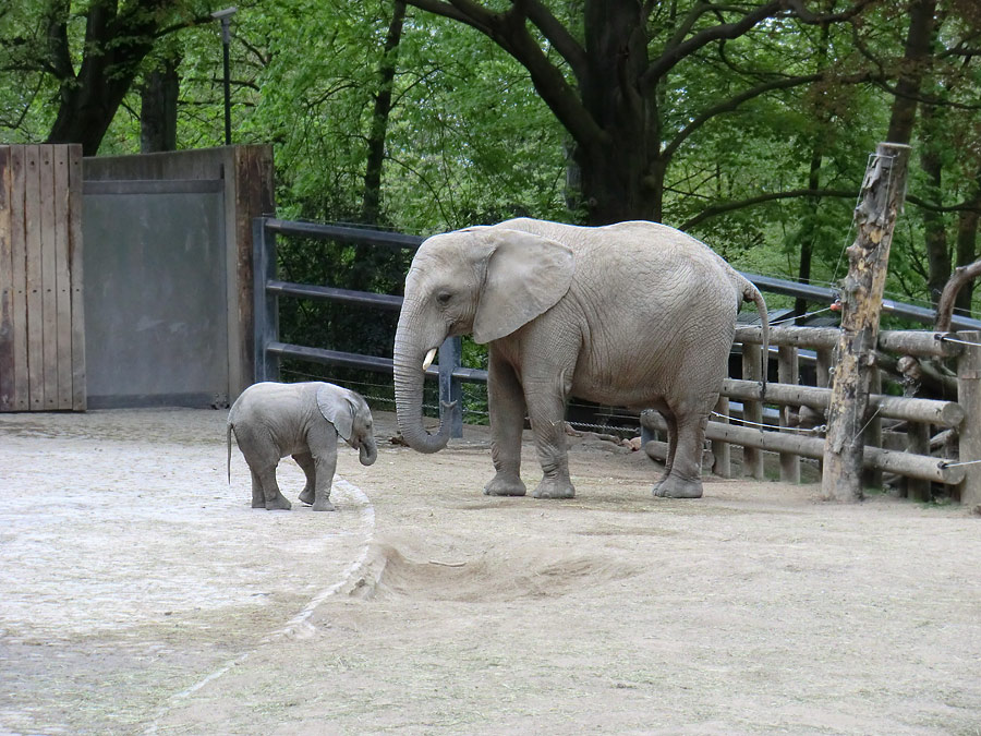 Afrikanische Elefantenfamilie im Wuppertaler Zoo am 16. April 2011