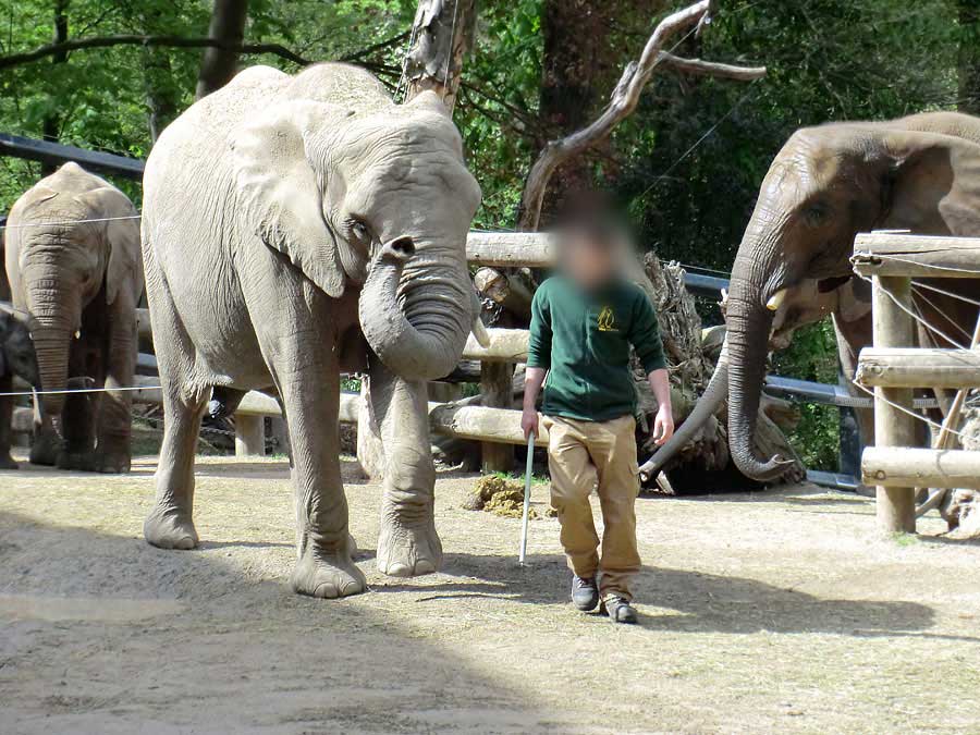 Afrikanische Elefanten m Zoo Wuppertal am 16. April 2011
