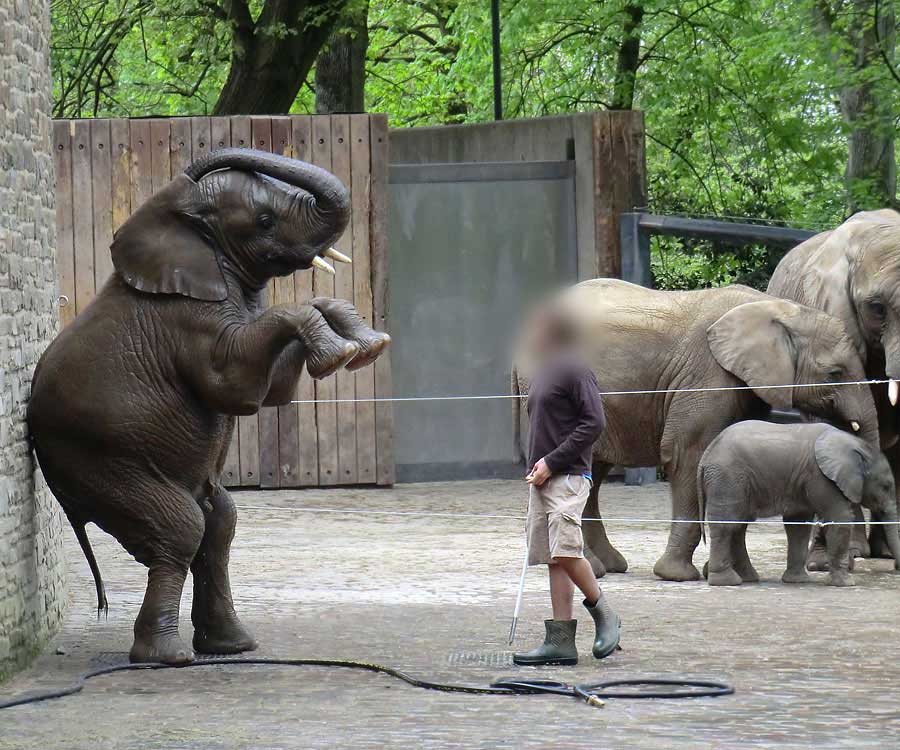 Afrikanische Elefantenfamilie im Zoologischen Garten Wuppertal am 16. April 2011