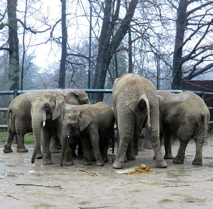 Afrikanische Elefanten am 26. Dezember 2011 im Zoo Wuppertal